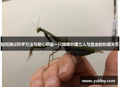 如何通过科学方法与耐心驯服一只螳螂并建立人与昆虫的和谐关系